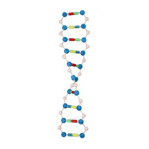 DNA Double Helix Structure Model Module – Educational Biology DNA Model for Students | Price in Bangladesh