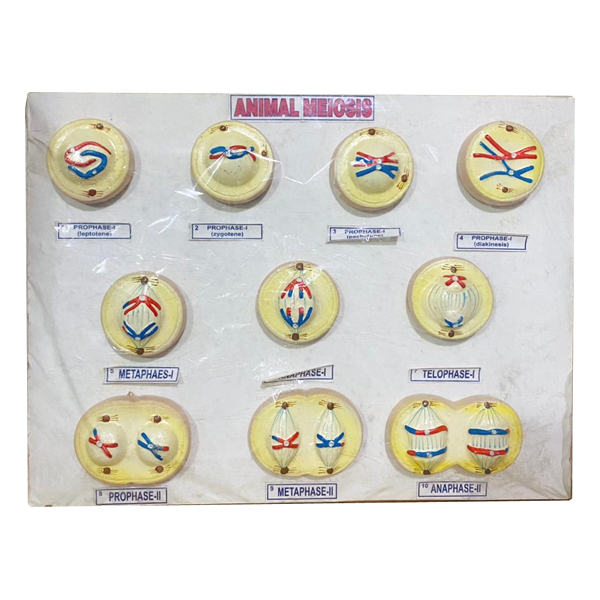 Animal Meiosis Model for Education – Biology Cell Division Teaching Model | Price in Bangladesh