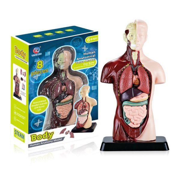 Human Anatomy Torso Model 24.5cm – Educational Human Body Anatomy Model | Price in Bangladesh
