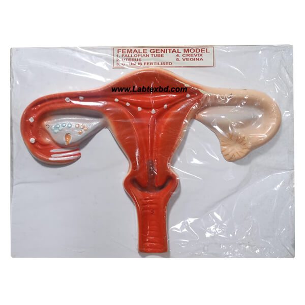 Female Genital Model for Anatomical Education – Female Reproductive System Teaching Model | Price in Bangladesh
