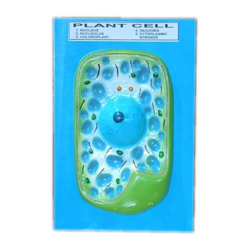 Model of Plant Cell on Board – Educational Biology Teaching Model | Price in Bangladesh