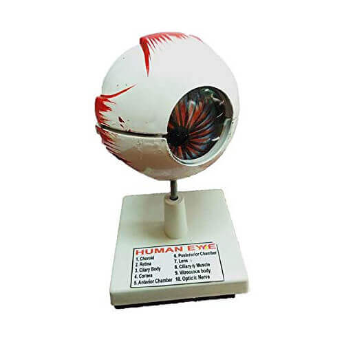 Human Eye Model for Education – Anatomical Eye Teaching Model | Price in Bangladesh