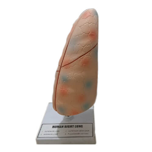Human Lung Model for Education – Anatomical Respiratory System Teaching Model | Price in Bangladesh