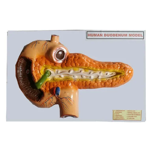Human Duodenum Model on Board – Anatomical Digestive System Teaching Model | Price in Bangladesh