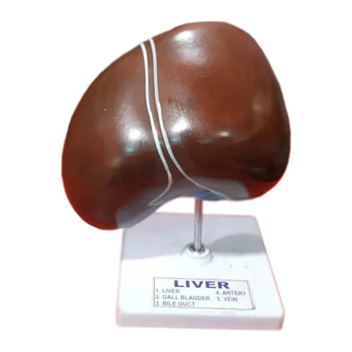 Human Liver Model – Anatomical Training & Educational Liver Model | Price in Bangladesh