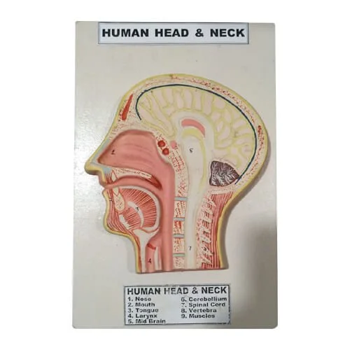 Human Head and Neck Model – Anatomical Teaching Model for Education | Price in Bangladesh