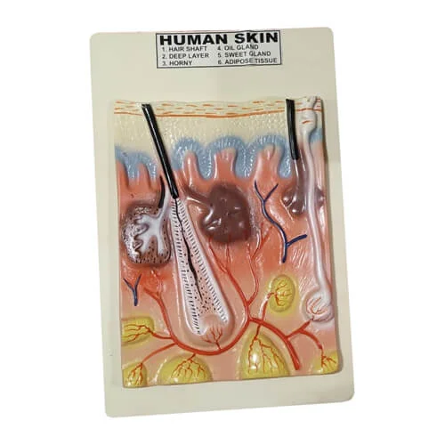 Human Skin Model on Board – Anatomical Teaching Model for Education | Price in Bangladesh