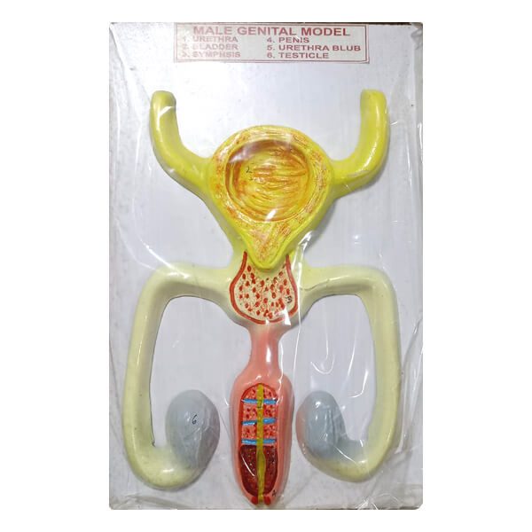 Male Genital Model – Anatomical Teaching Model for Education | Price in Bangladesh