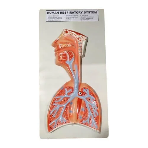 Human Respiratory System Model on Board – Anatomical Teaching Model | Price in Bangladesh