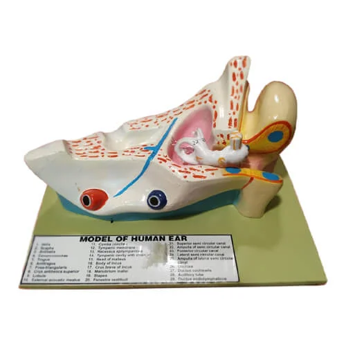 Human Ear Model – Scientific Ear Anatomy Teaching Model Bangladesh