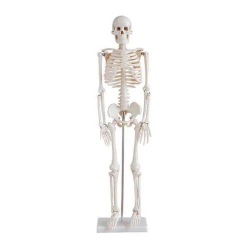 Human Skeleton Model 85CM – PVC Anatomy Skeleton Model Bangladesh