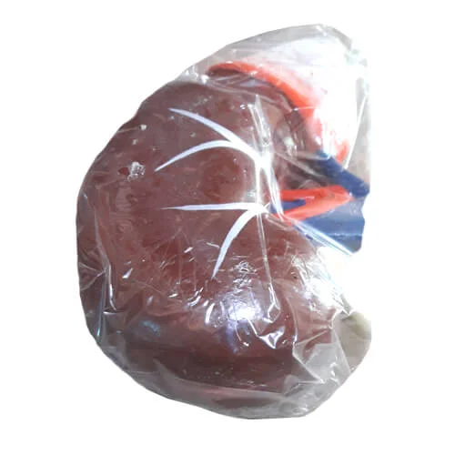 Human Kidney Artificial Model – Anatomy Teaching Aid Bangladesh