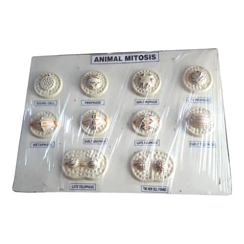 Animal Mitosis Model on Board – Biology Teaching Aid Bangladesh