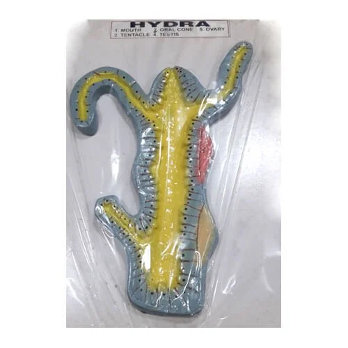 Hydra Model – Biology Teaching Aid Bangladesh