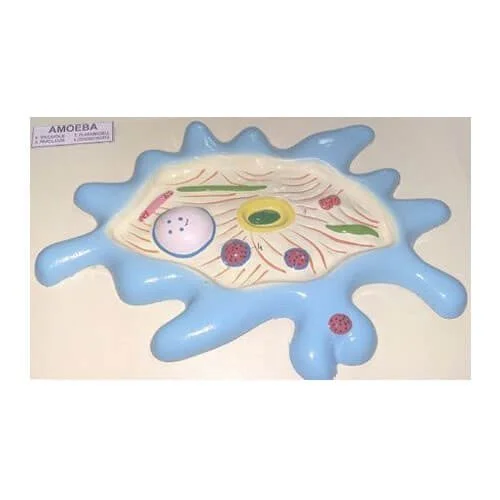 Artificial Model of Amoeba – Biology Teaching Aid Bangladesh