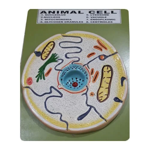 Animal Cell Model – Biology Teaching Aid Bangladesh
