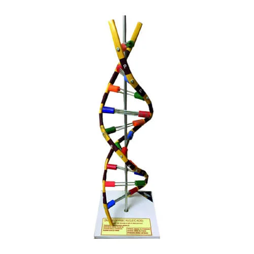 Artificial DNA Model on Stand – Biology & Genetics Teaching Aid Bangladesh