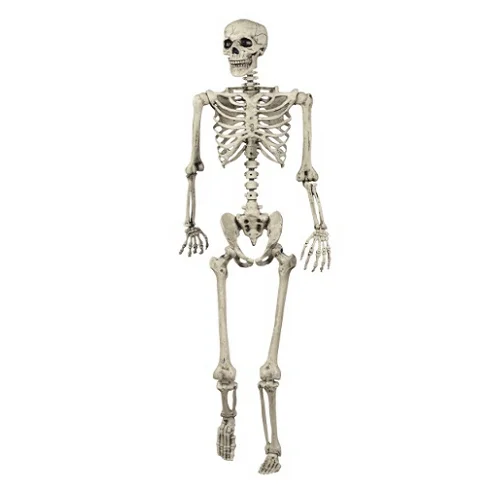 Human Skeleton 5 Feet – Indian Plastic Anatomy Model Bangladesh