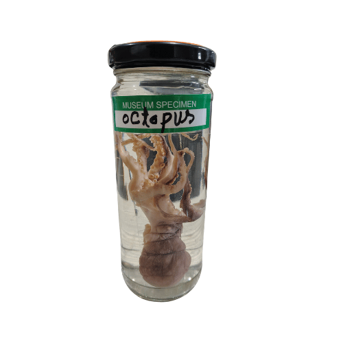 Octopus Museum Specimen (Preserved Marine Zoological Specimen)