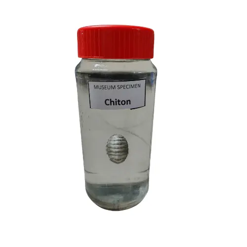 Chiton Museum Specimen (Preserved Marine Zoological Specimen)