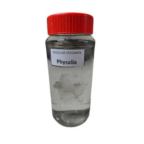 Physalia Museum Specimen (Preserved Portuguese Man-of-War Specimen)