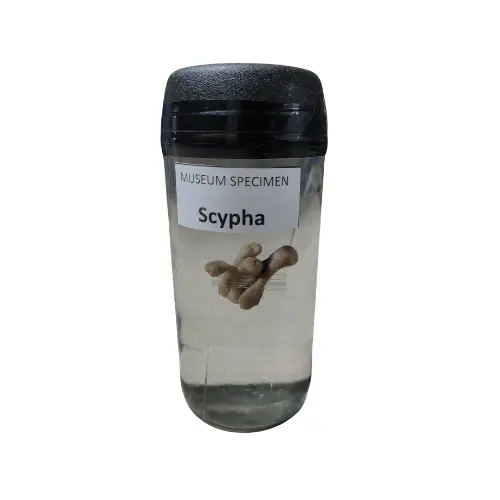 Scypha Museum Specimen (Preserved Calcareous Sponge Specimen)
