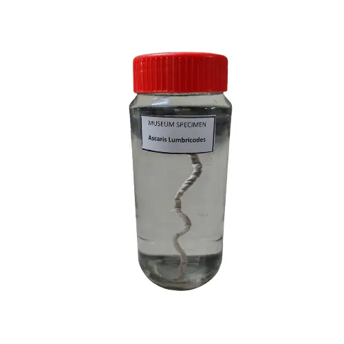 Ascaris Museum Specimen price in Bangladesh