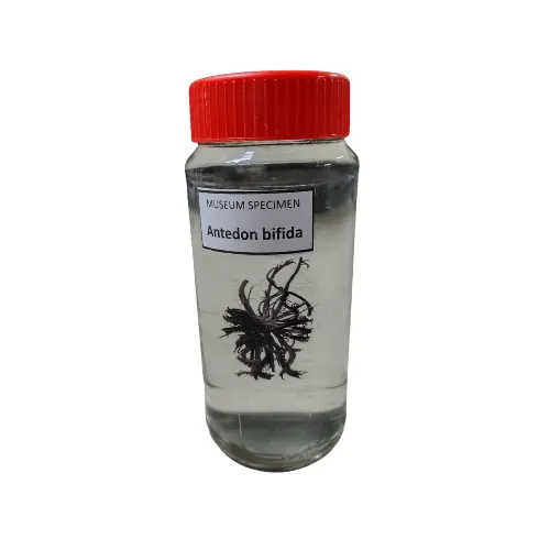 Antedon Bifida Museum Specimen price in Bangladesh