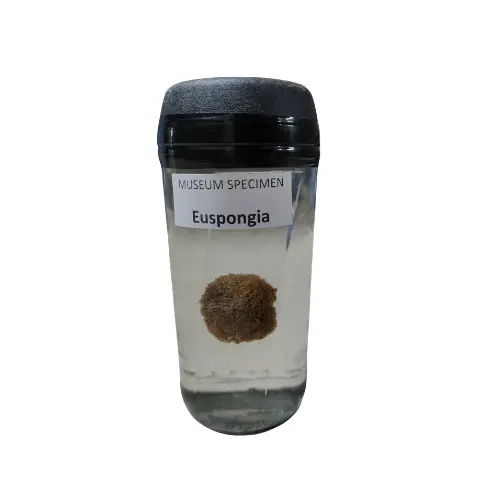 Euspongia Museum Specimen (Preserved Marine Sponge Specimen) price in Bangladesh