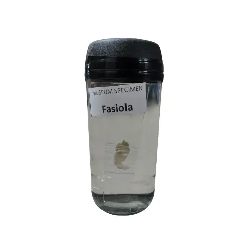 Fasciola Museum Specimen (Preserved Parasitic Zoological Specimen) price in Bangladesh