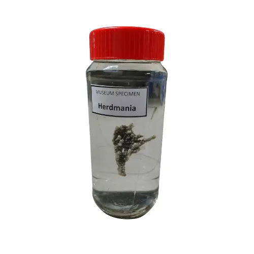 Herdmania Museum Specimen (Preserved Sea Squirt Specimen) price in Bangladesh