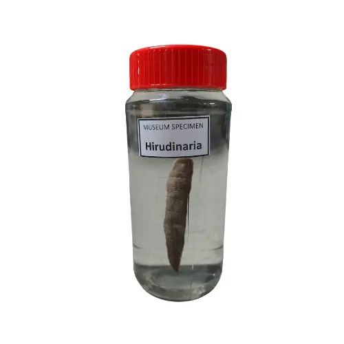 Hirudinaria Museum Specimen (Preserved Leech Specimen) price in Bangladesh