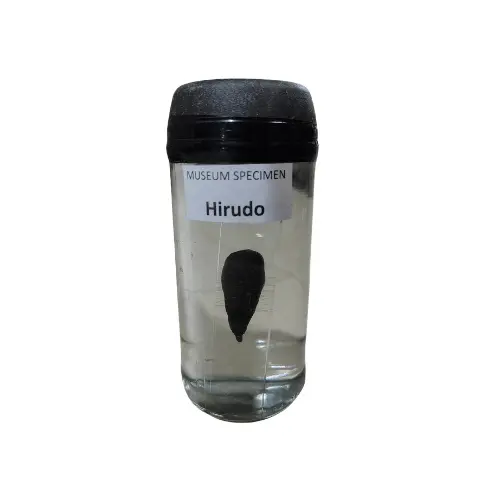 Hirudo Museum Specimen (Preserved Medicinal Leech Specimen) price in Bangladesh
