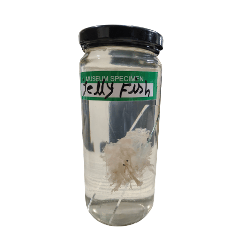 Jelly Fish Museum Specimen (Preserved Marine Zoological Specimen) price in Bangladesh