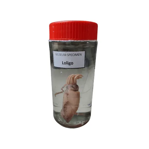 Loligo Museum Specimen (Preserved Squid Specimen) price in Bangladesh
