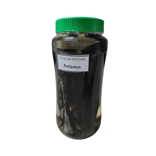 Peripatus Museum Specimen (Preserved Onychophora Specimen) price in Bangladesh