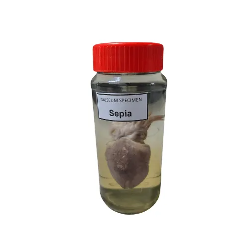 Sepia Museum Specimen (Preserved Cuttlefish Specimen) price in Bangladesh