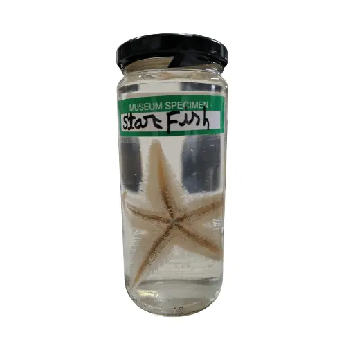 Star Fish Museum Specimen (Preserved Sea Star Specimen) price in Bangladesh